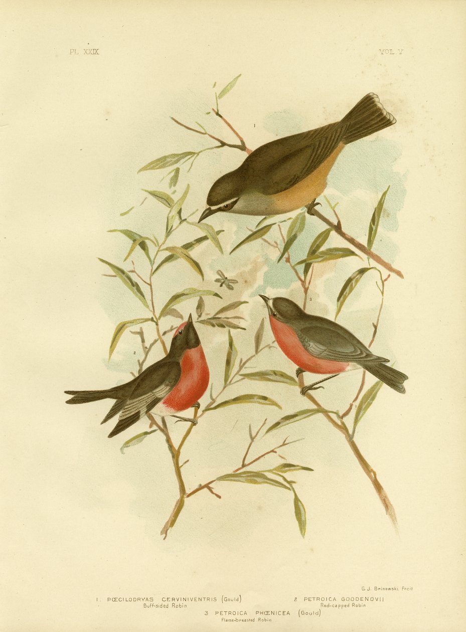 Buff-Sided Robin, 1891 od Gracius Broinowski