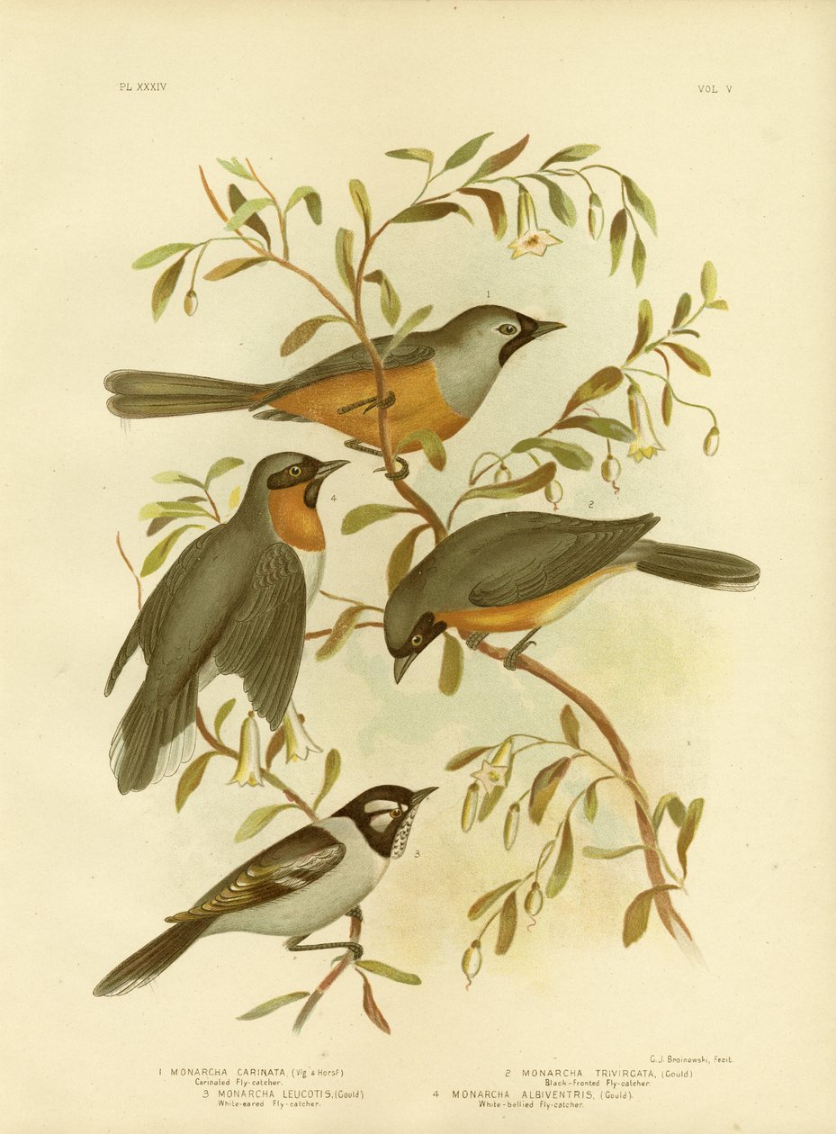 Carinated Flycatcher or Black-Faced Monarch, 1891 od Gracius Broinowski