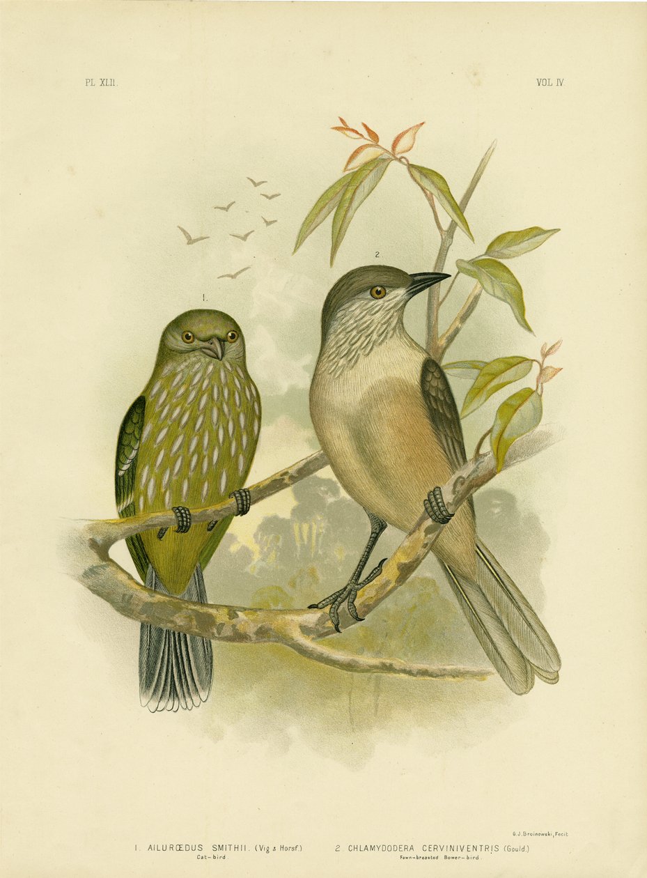 Catbird, 1891 od Gracius Broinowski