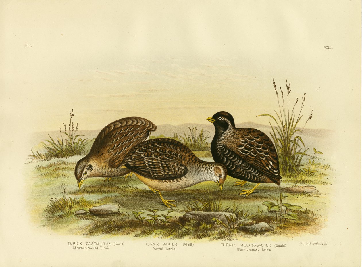 Turnix s kaštanovým hřbetem, 1891 od Gracius Broinowski