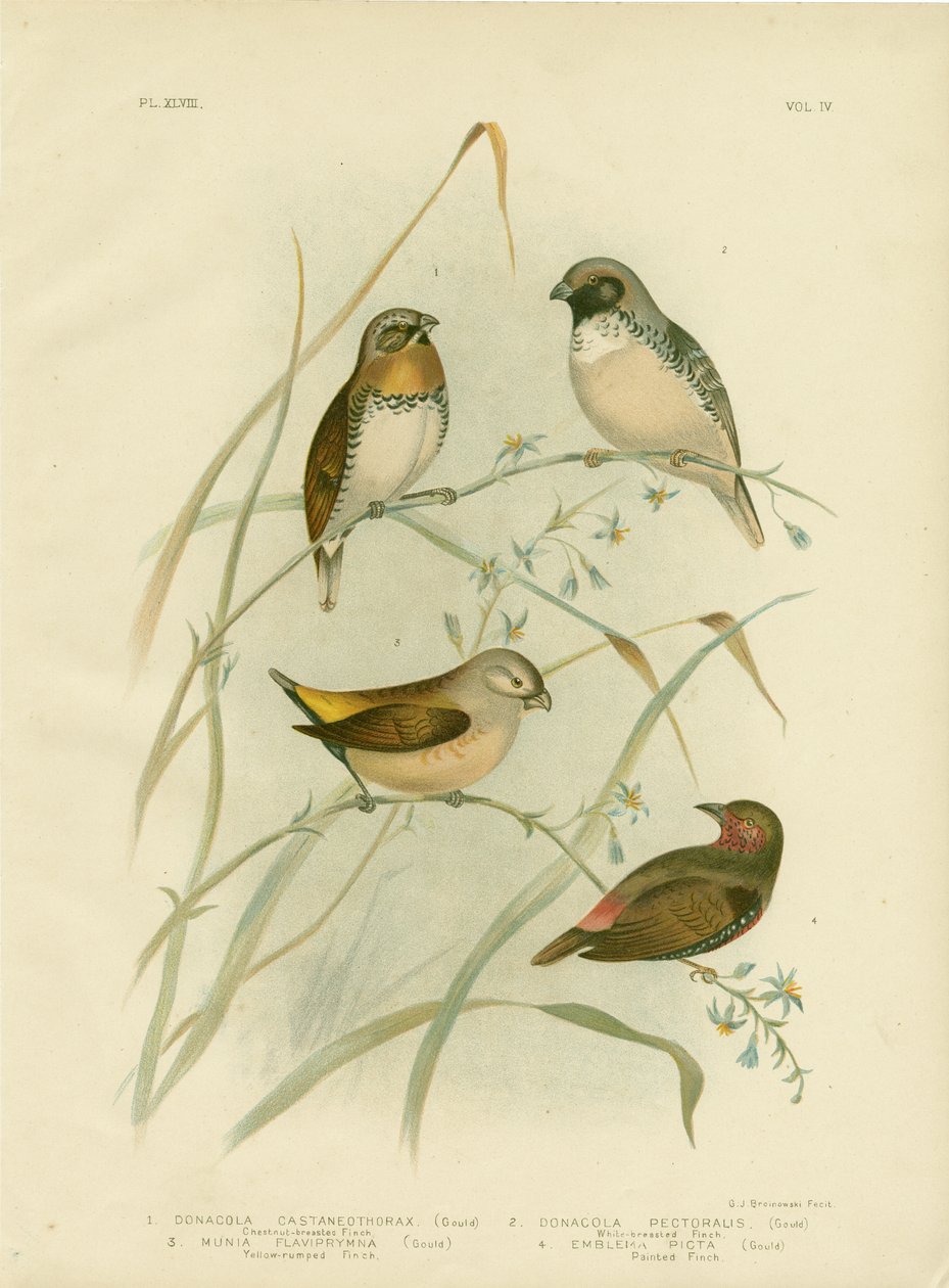 Chestnut-Breasted Finch, 1891 od Gracius Broinowski
