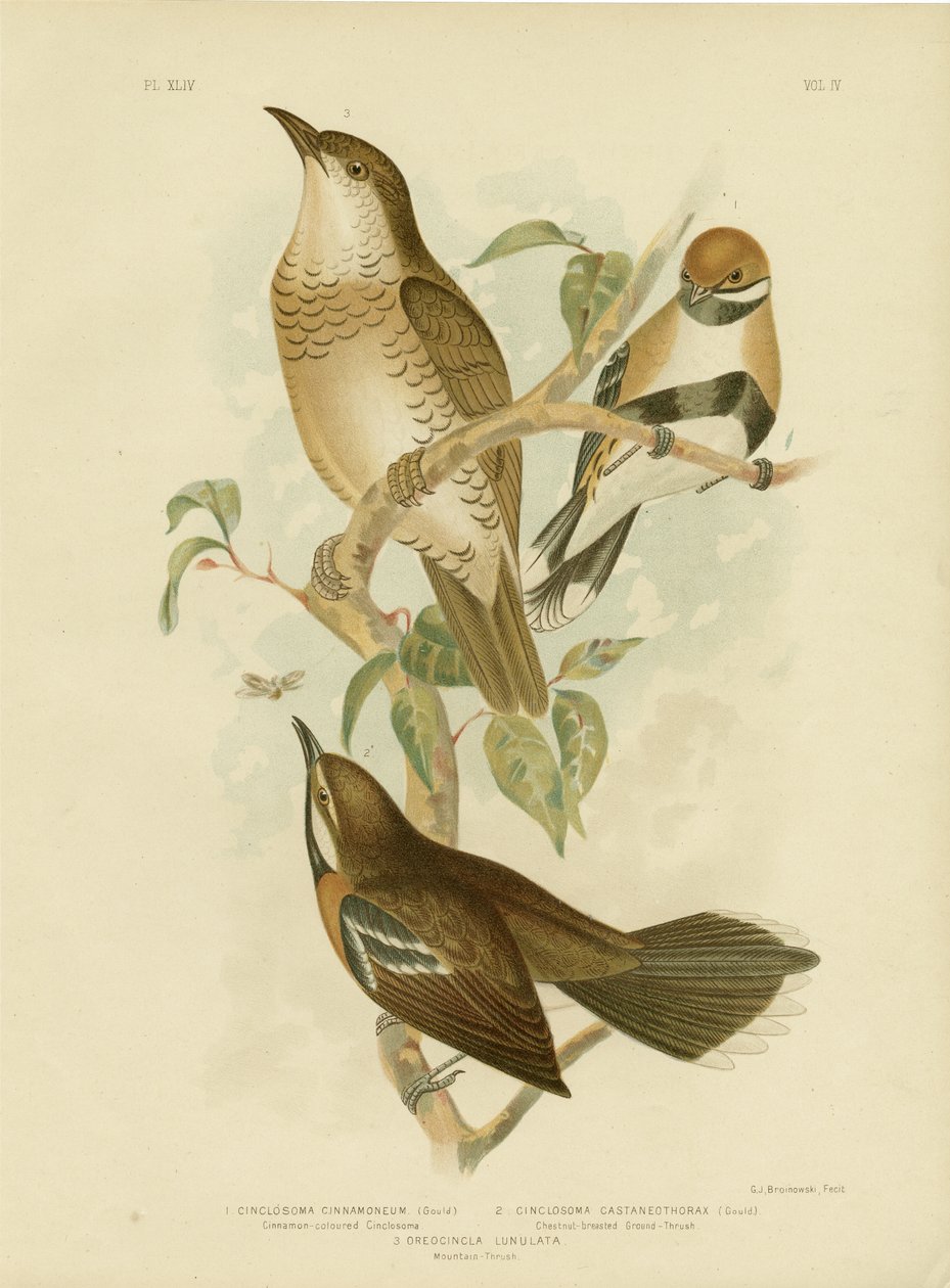 Cinclosoma or Cinnamon Quail Thrush, 1891 od Gracius Broinowski