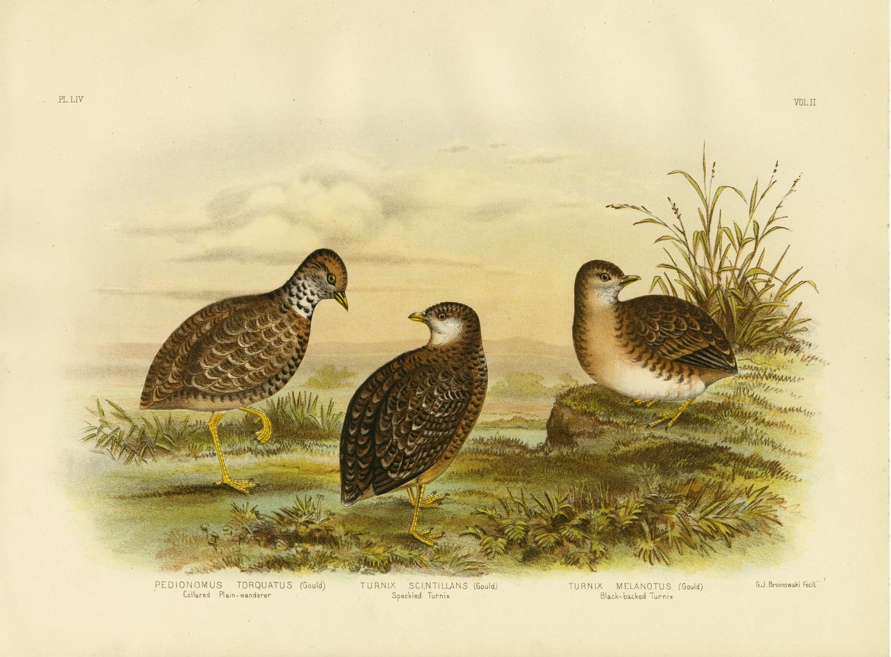 Collared Plains Wanderer nebo Plains Wanderer, 1891 od Gracius Broinowski
