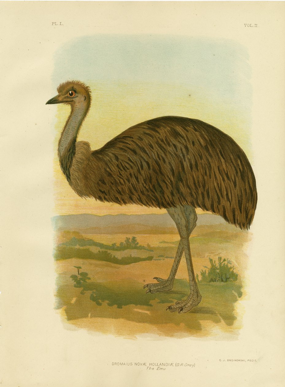 Emu, 1891 od Gracius Broinowski