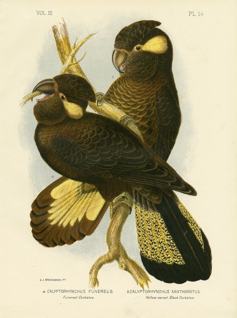 Pohřební kakadu, 1891 od Gracius Broinowski