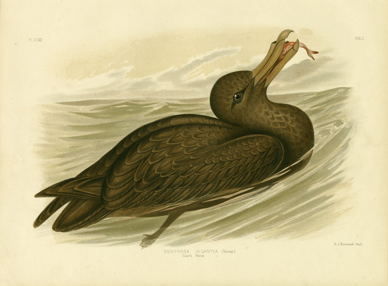 Petrel obrovský, 1891 od Gracius Broinowski