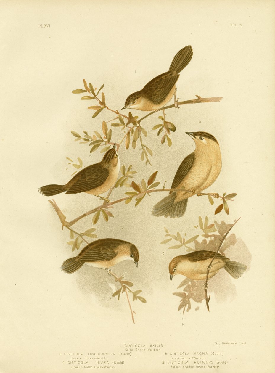 Cisticola se zlatou hlavou nebo Cisticola se zlatou čepicí, 1891 od Gracius Broinowski