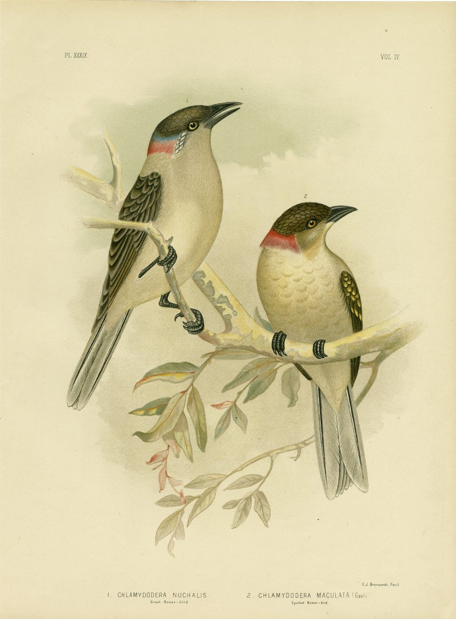 Velký Bowerbird, 1891 od Gracius Broinowski