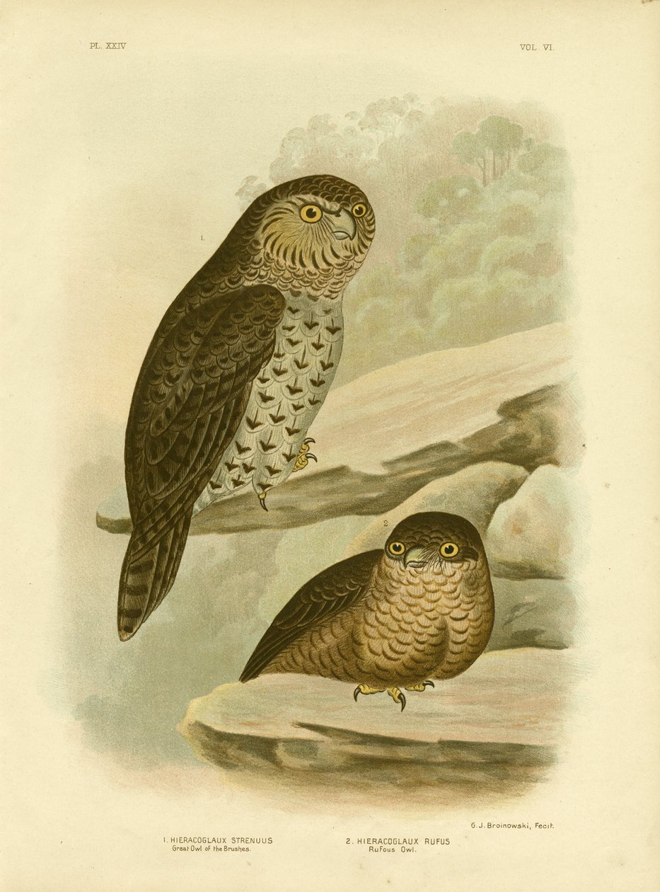Velká sova štětců nebo mocná sova, 1891 od Gracius Broinowski