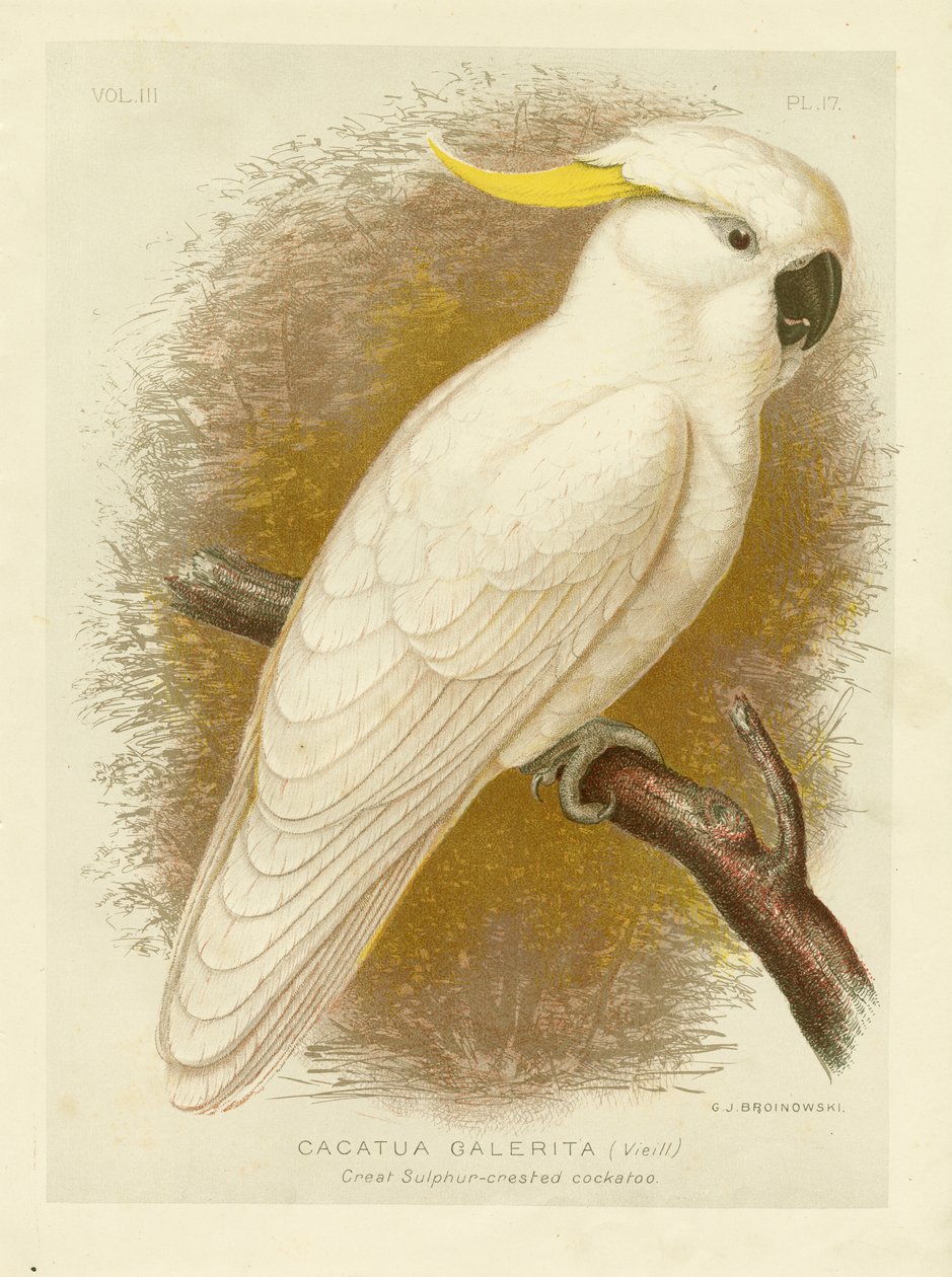 Kakadu velký sírově chocholatý, 1891 od Gracius Broinowski