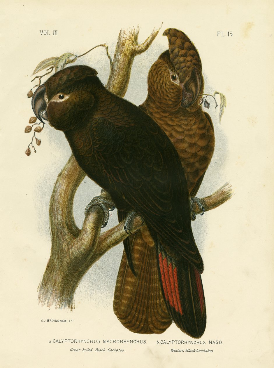 Kakadu černozobý, 1891 od Gracius Broinowski