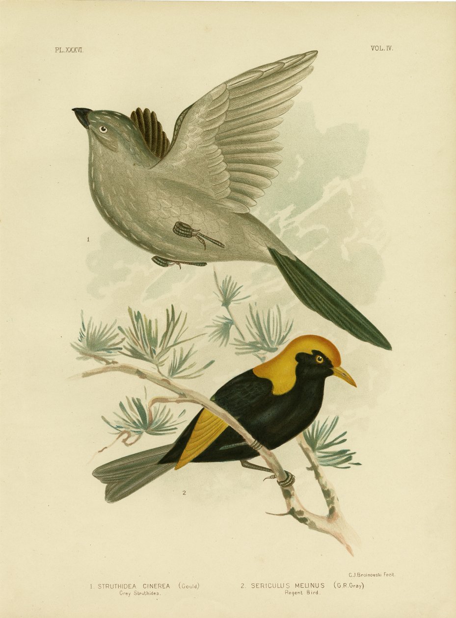 Struthidea šedá nebo Apostlebird, 1891 od Gracius Broinowski