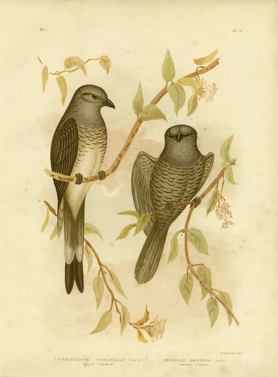 Ground Graucalus nebo Ground Cuckoo Shrike, 1891 od Gracius Broinowski