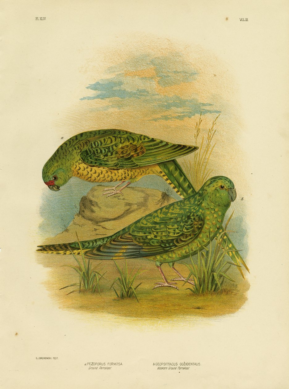 Pozemní papoušek, 1891 od Gracius Broinowski