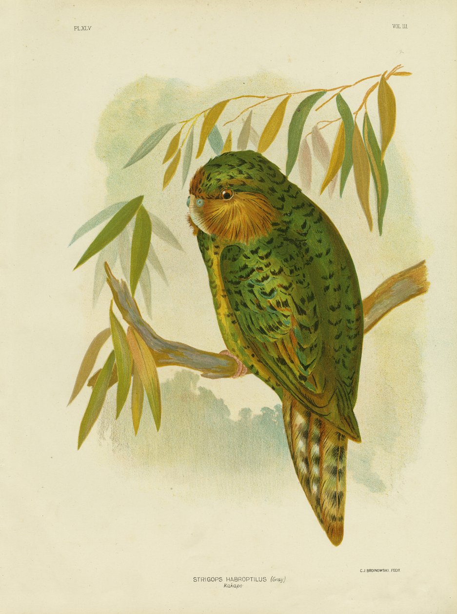 Kakapo, 1891 od Gracius Broinowski