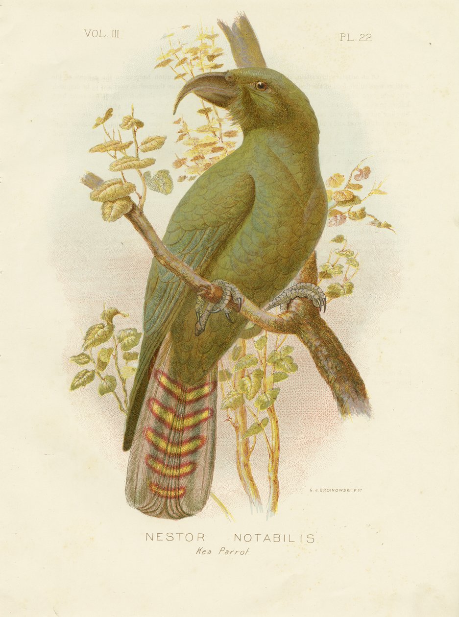 Kea, 1891 od Gracius Broinowski