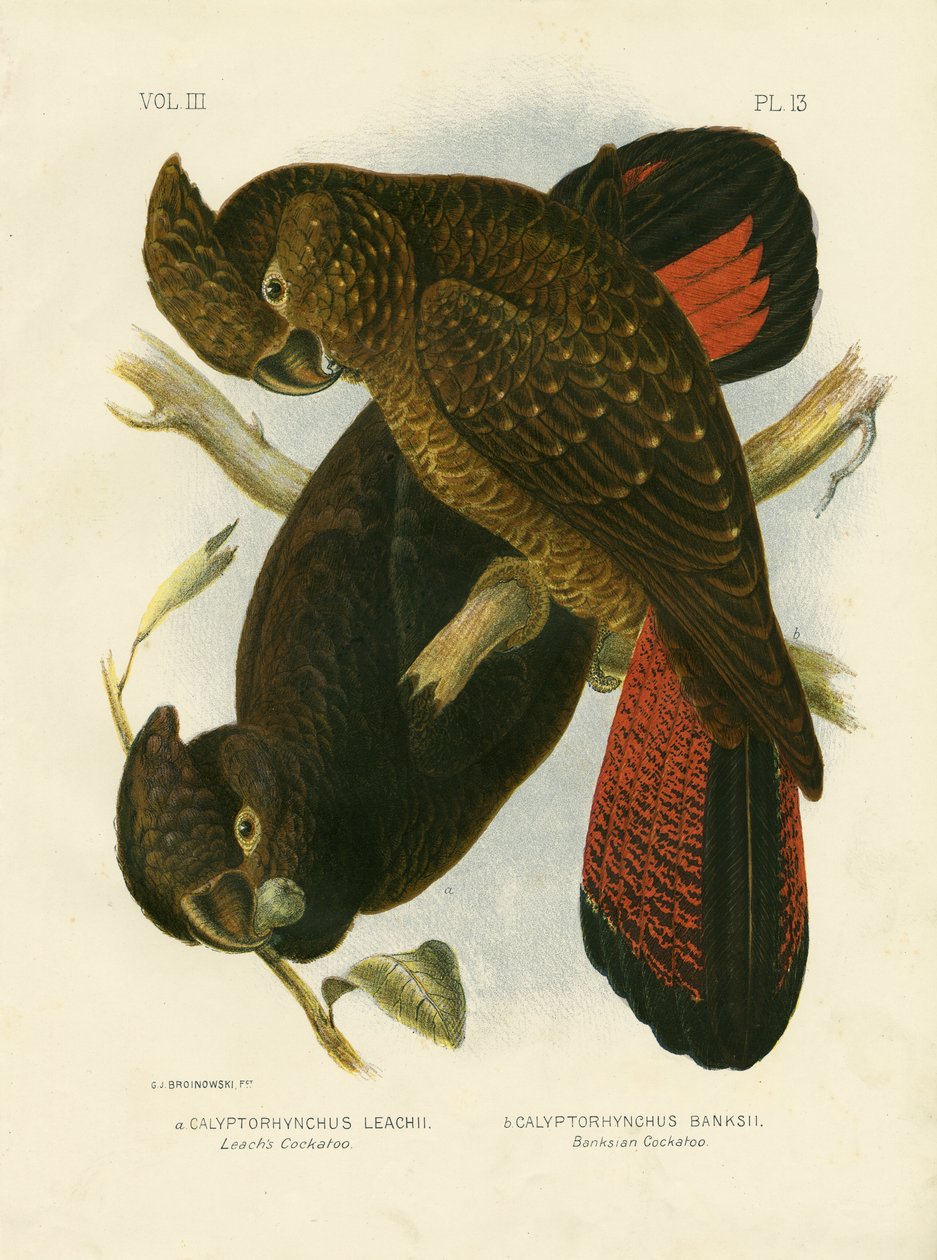Leachův kakadu, 1891 od Gracius Broinowski
