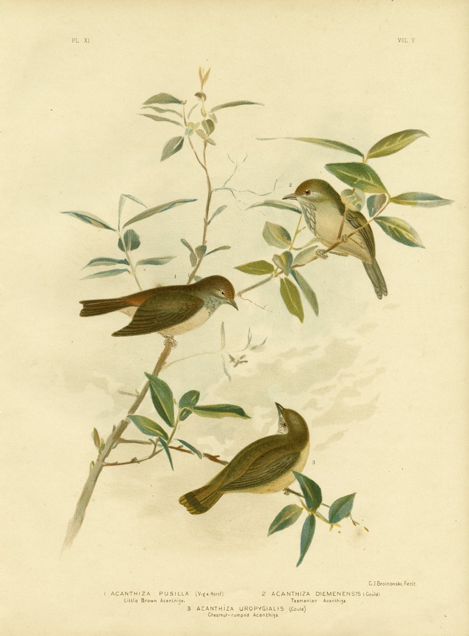 Little Brown Thornbill, 1891 od Gracius Broinowski