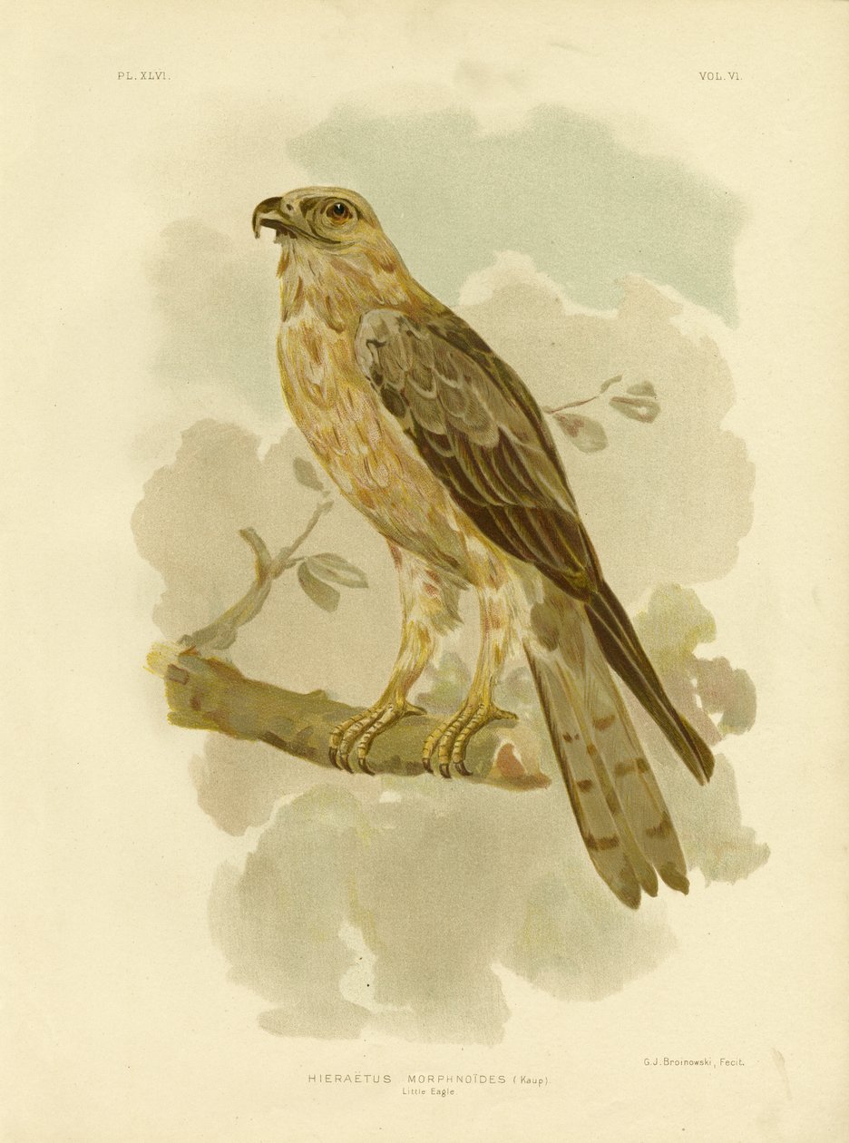 Little Eagle, 1891 od Gracius Broinowski