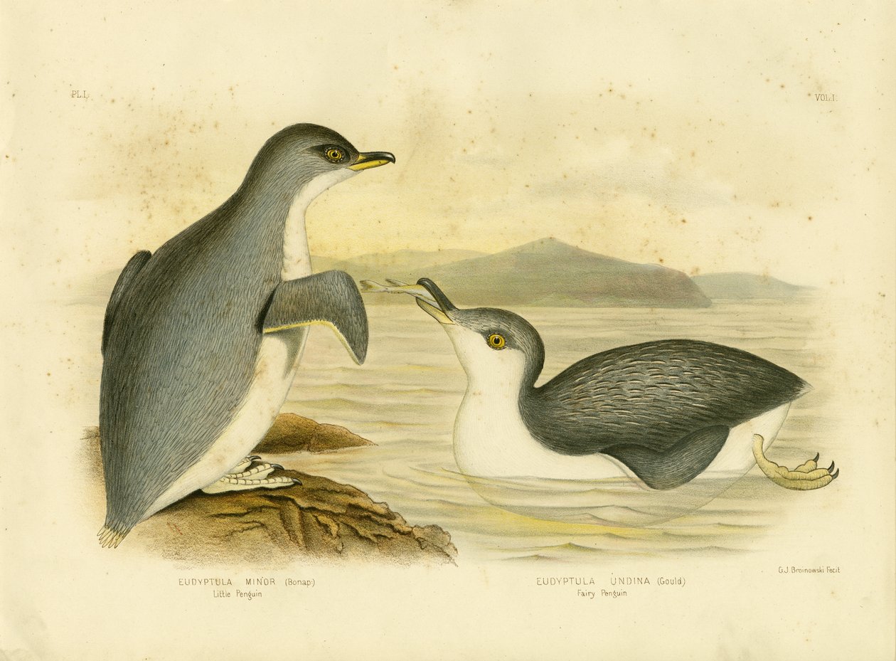 Little Penguin, 1891 od Gracius Broinowski