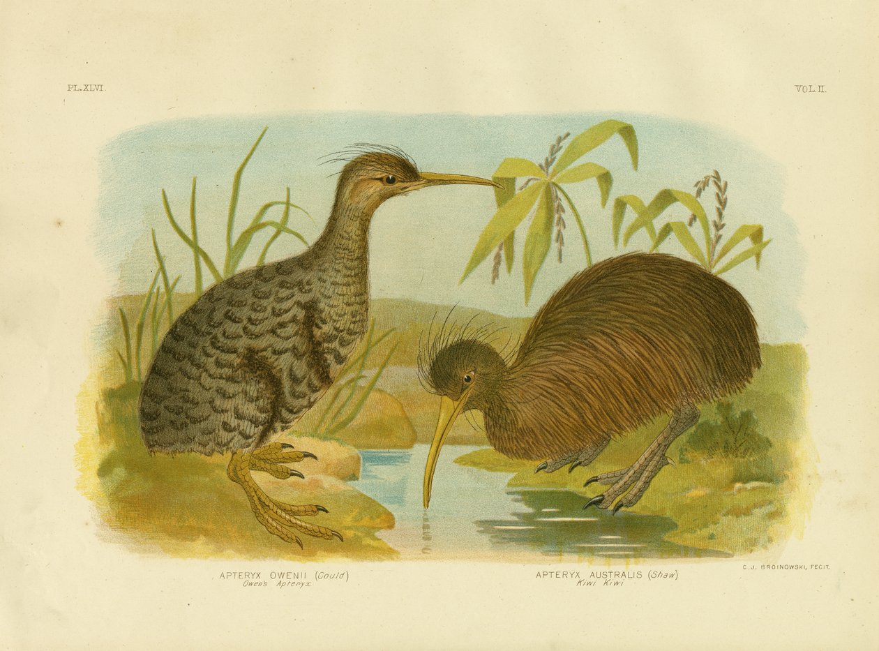 Kiwi skvrnité, 1891 od Gracius Broinowski