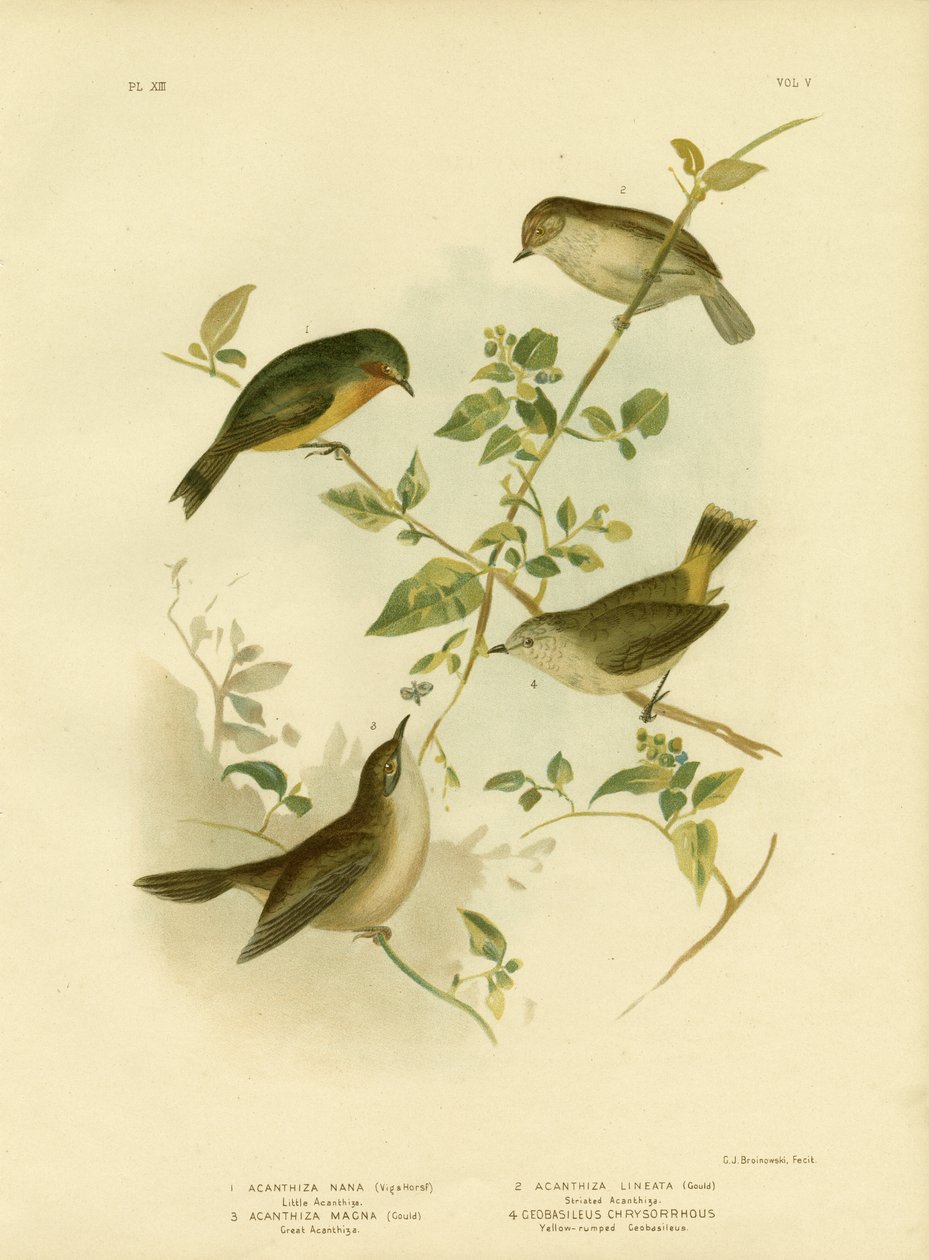 Little Thornbill nebo Yellow Thornbill, 1891 od Gracius Broinowski