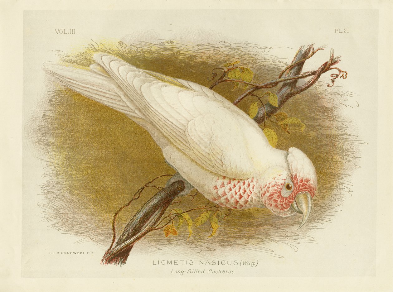 Kakadu dlouhozobý, 1891 od Gracius Broinowski