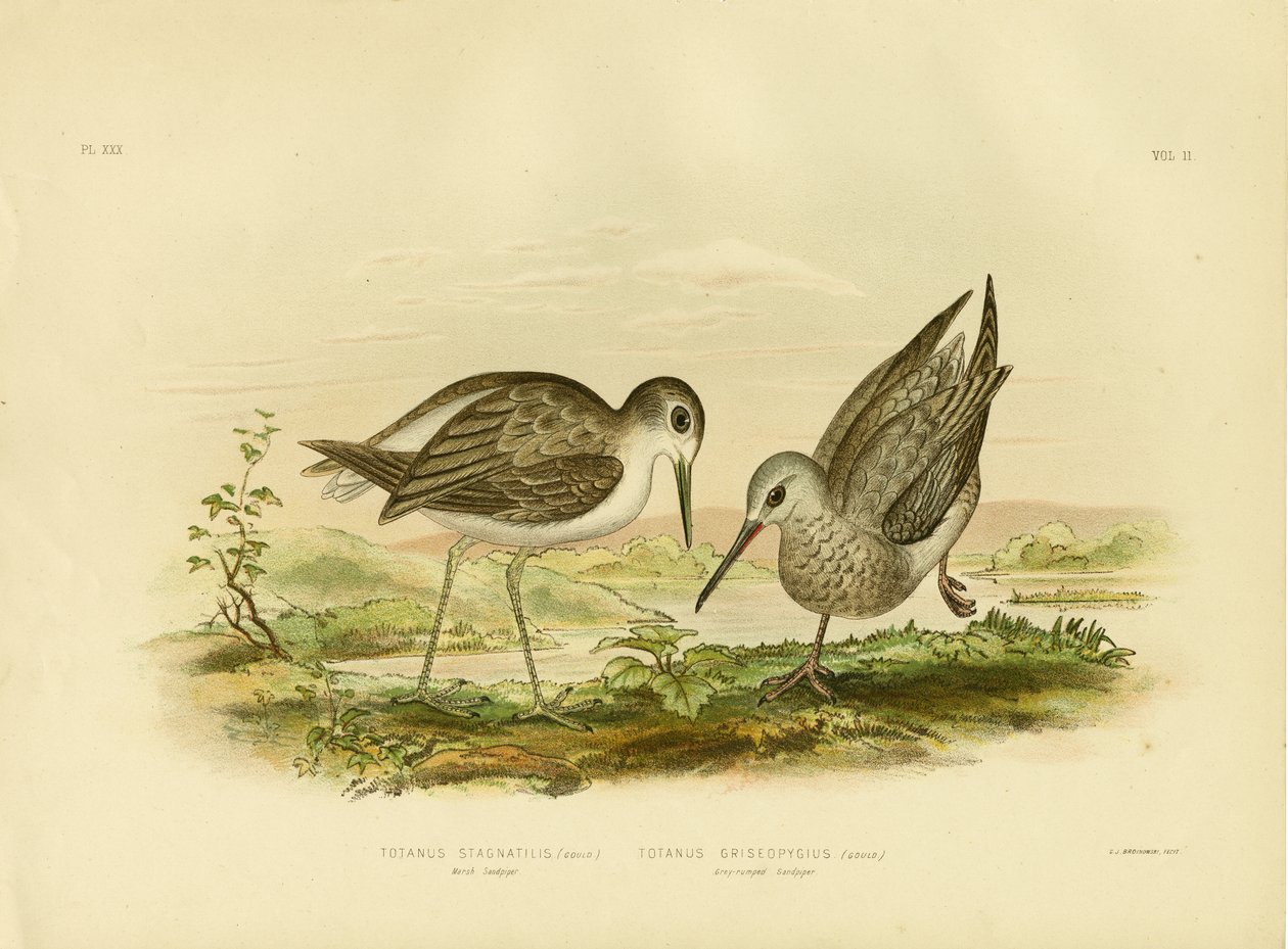 Marsh Sandpiper, 1891 od Gracius Broinowski