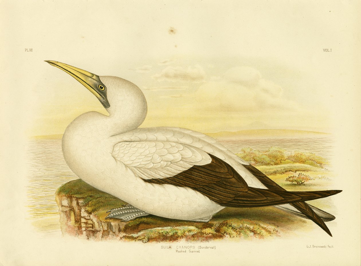 Gannet maskovaný, 1891 od Gracius Broinowski