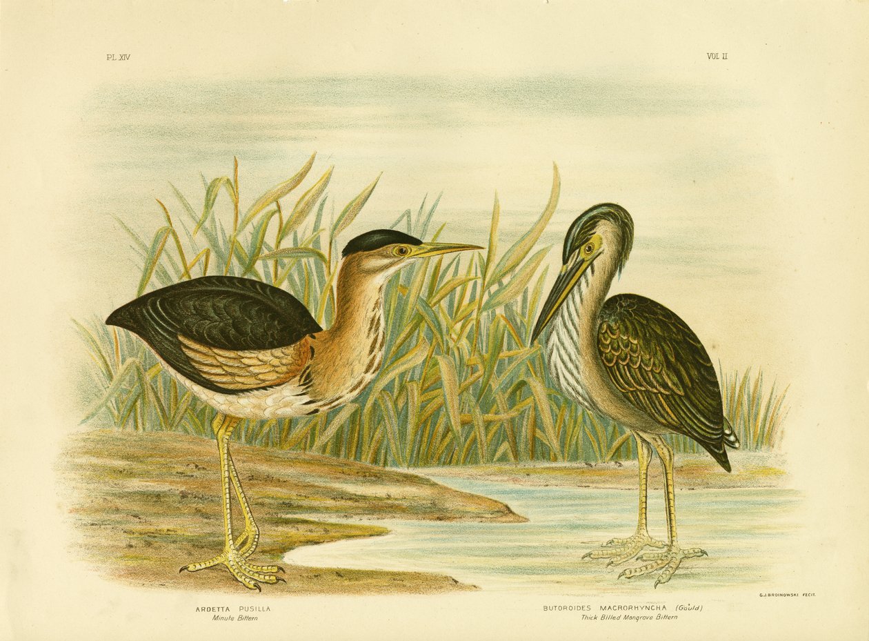 Minute Bittern, 1891 od Gracius Broinowski