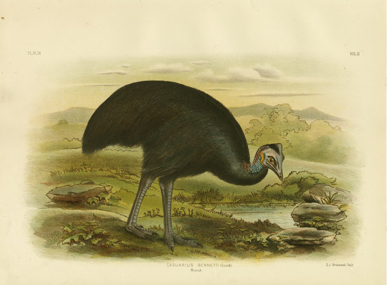 Mooruk, 1891 od Gracius Broinowski