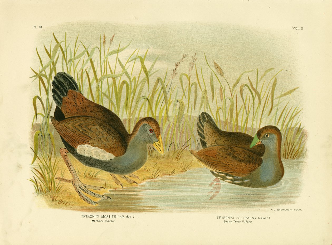 Mortiers Tribonyx nebo tasmánský domorodec, 1891 od Gracius Broinowski
