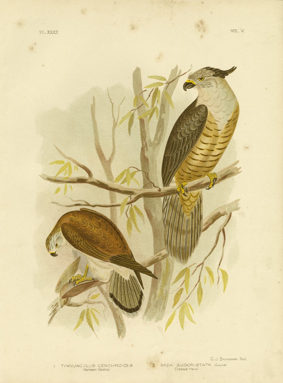 Puštík obecný nebo puštík australský, 1891 od Gracius Broinowski