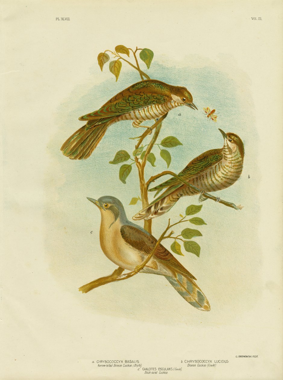 Bronzová kukačka úzkozobá, 1891 od Gracius Broinowski