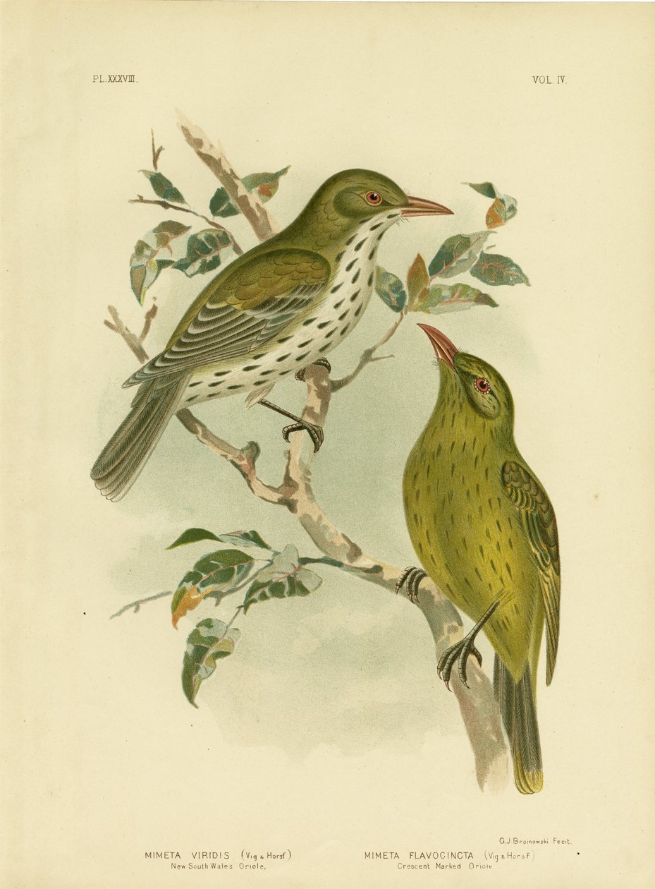 New South Wales Oriole nebo Green Oropendola, 1891 od Gracius Broinowski