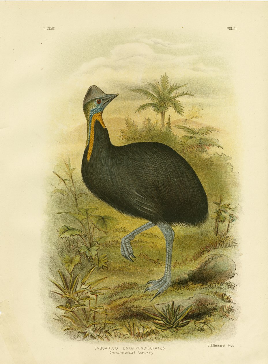 Cassowary jednowattled, 1891 od Gracius Broinowski