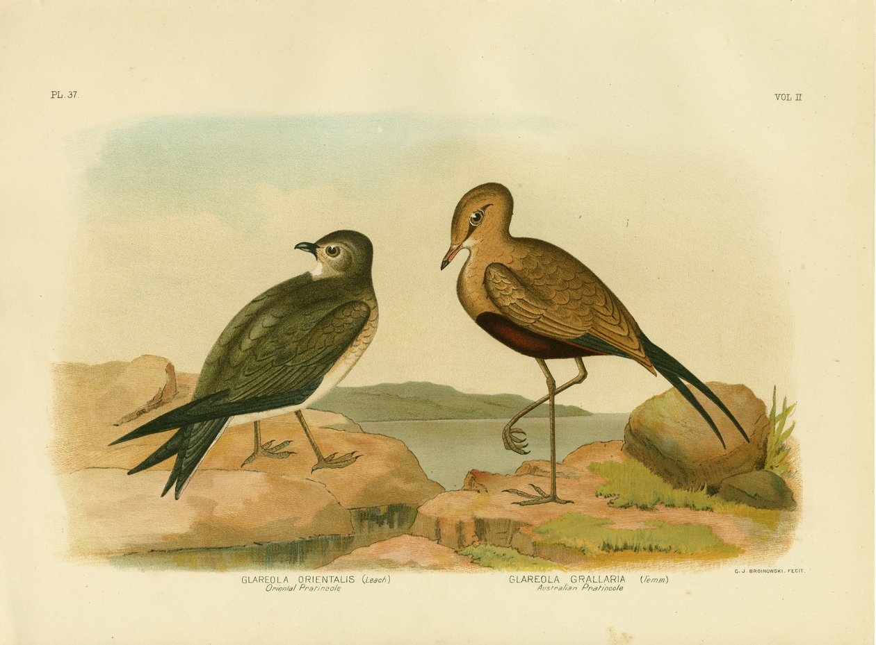 Oriental Pratincole Or Small Pratincole, 1891 od Gracius Broinowski