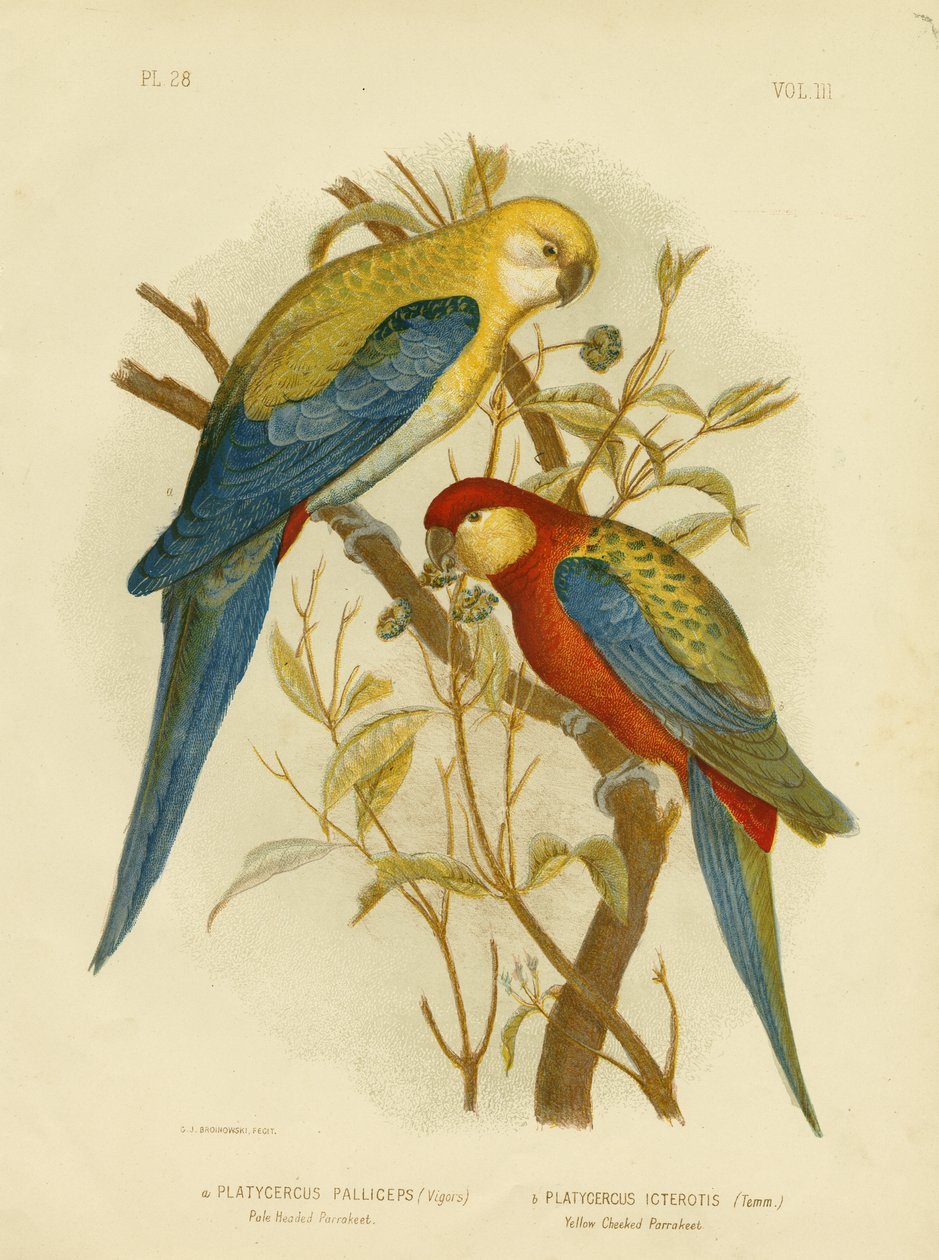 Andulka bledá nebo bledohlavá Rosella, 1891 od Gracius Broinowski