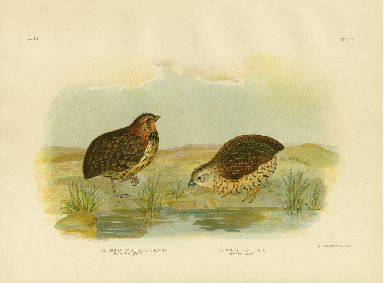 Křepelka prsní, 1891 od Gracius Broinowski