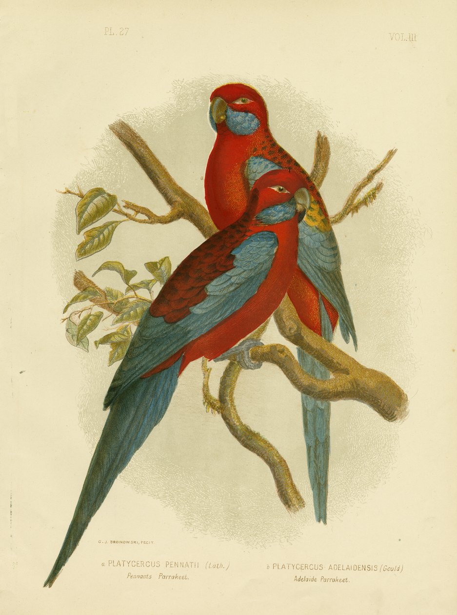 Pennants Parakeet Or Crimson Rosella, 1891 od Gracius Broinowski