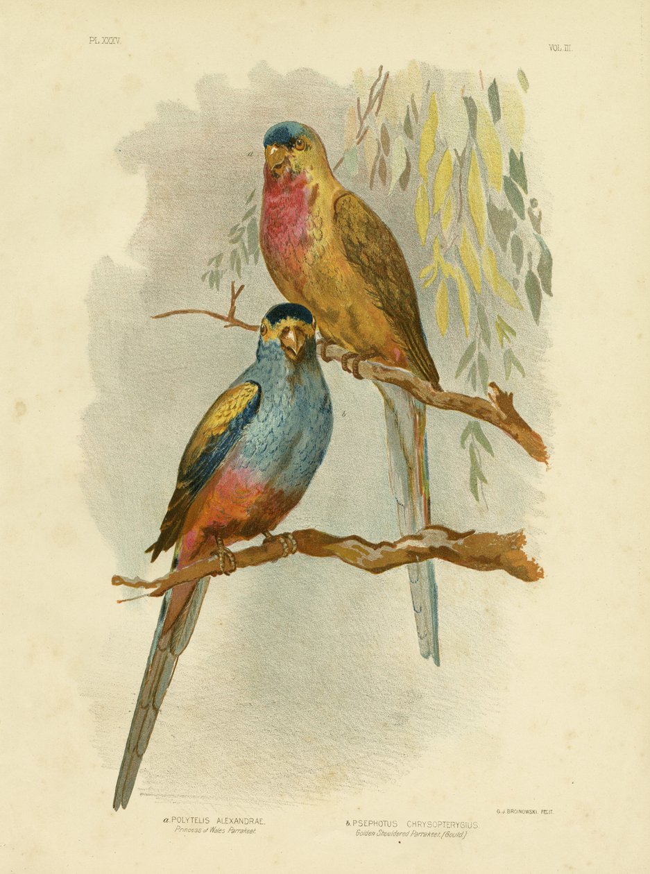 Princezna z Walesu papoušek nebo princezna papoušek, 1891 od Gracius Broinowski