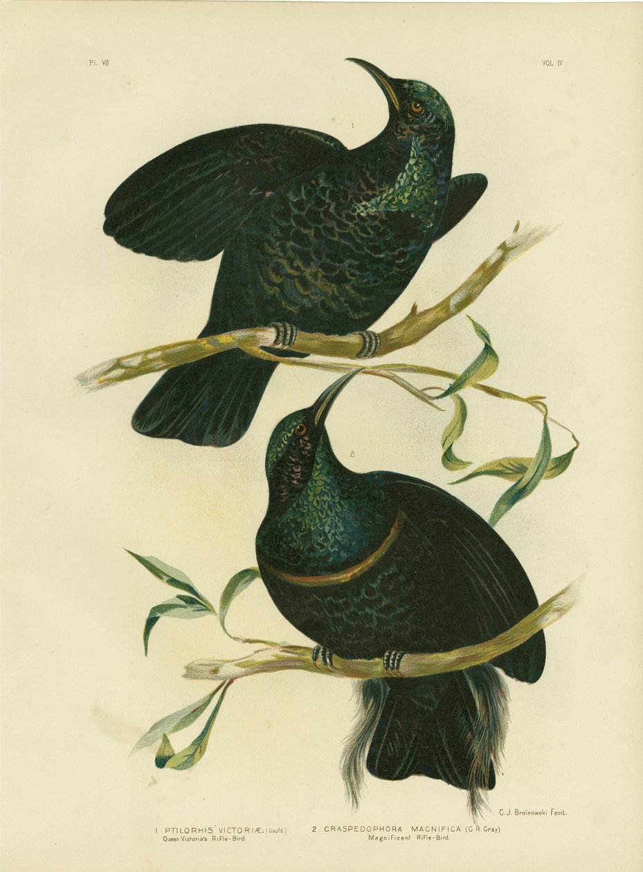 Rifle-Bird královny Viktorie, 1891 od Gracius Broinowski