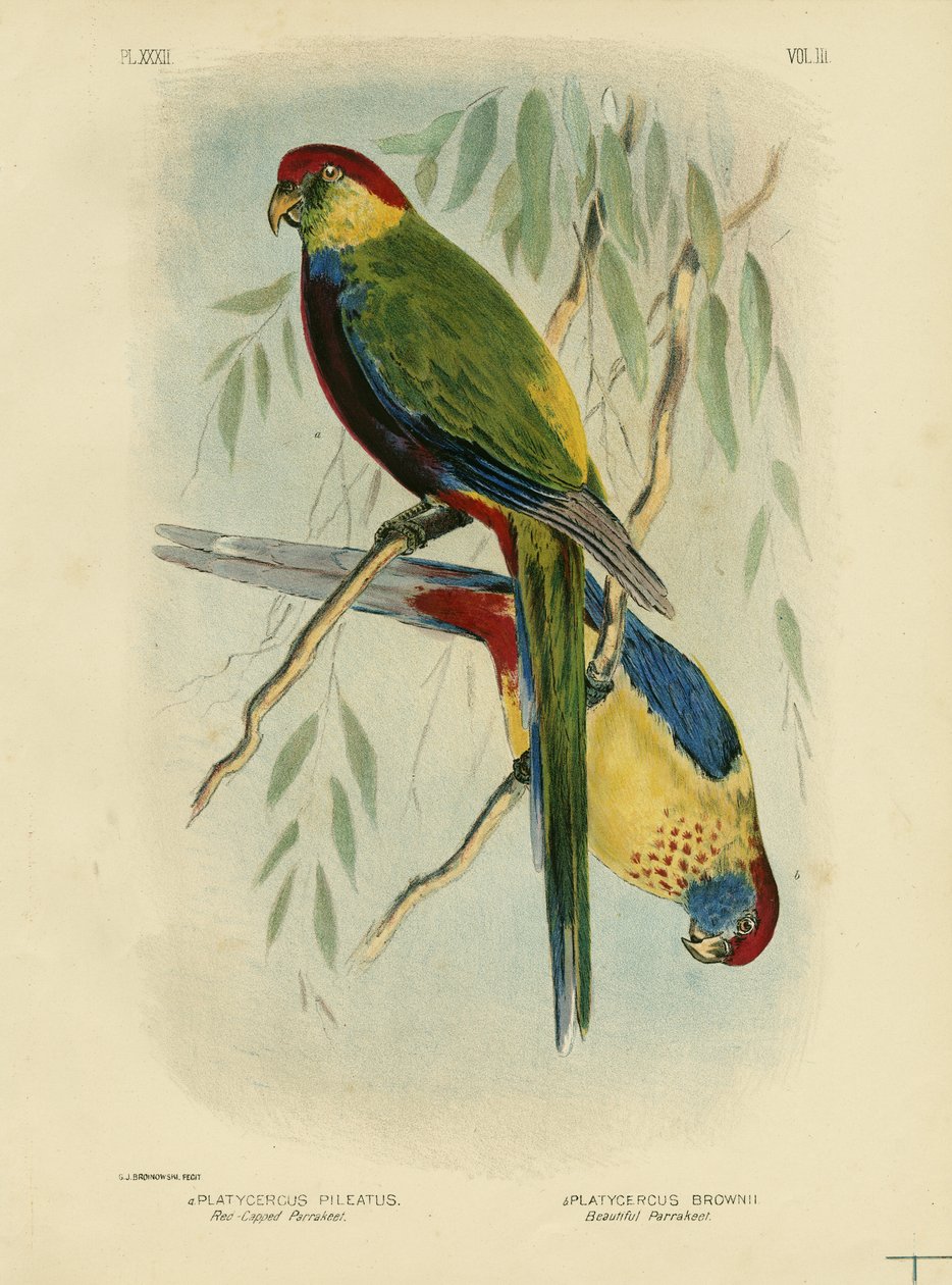 Andulka červená, 1891 od Gracius Broinowski