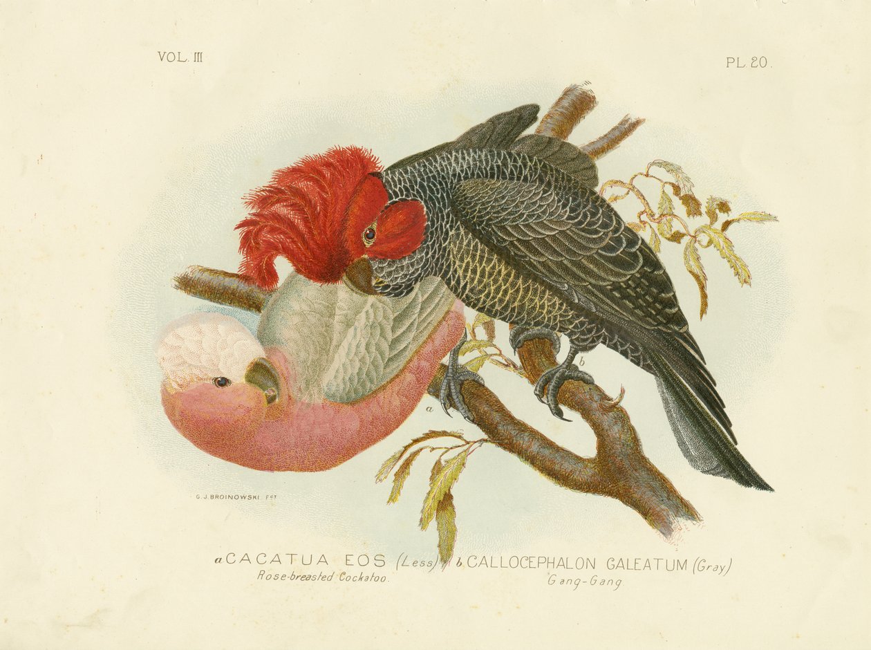 Kakadu růžovo-breasted, 1891 od Gracius Broinowski