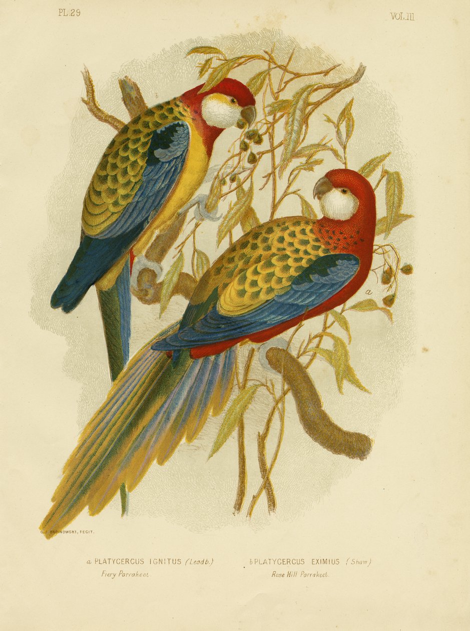 Rosella Parakeet nebo Eastern Rosella, 1891 od Gracius Broinowski