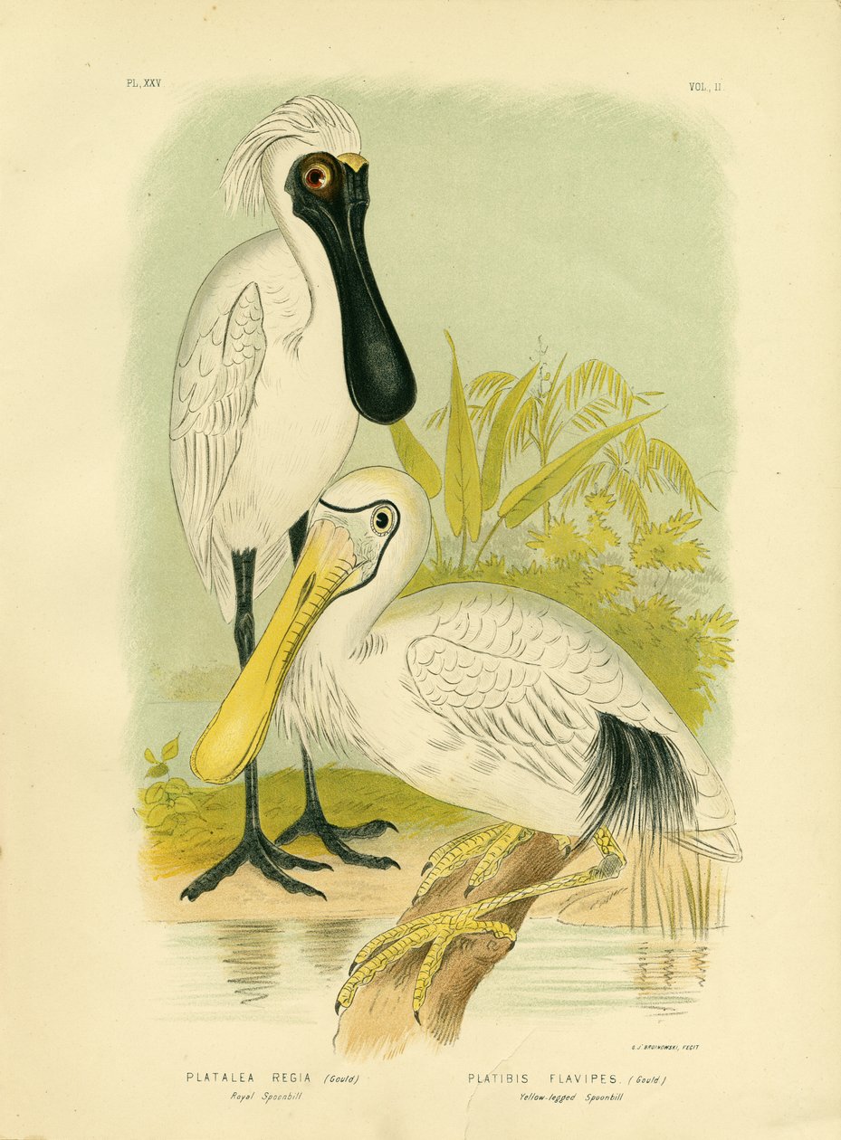 Royal Spoonbill, 1891 od Gracius Broinowski