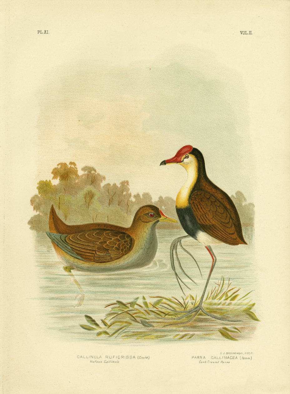 Rufous Gallinule nebo Rufous-Tailed Waterhen, 1891 od Gracius Broinowski