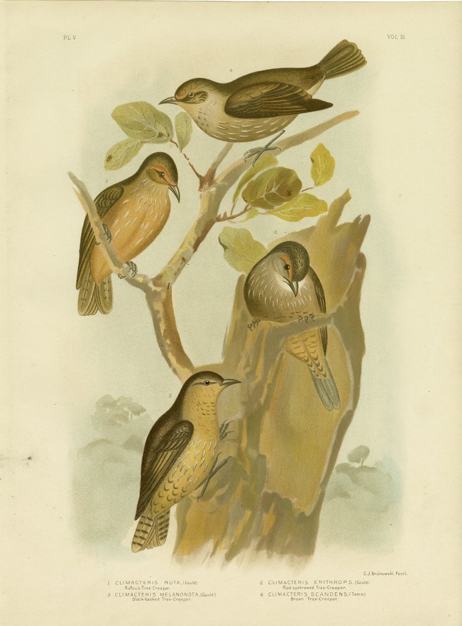 Rufous Treecreeper, 1891 od Gracius Broinowski