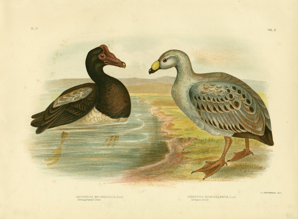 Husa polokřídlá nebo husa strakapoud, 1891 od Gracius Broinowski