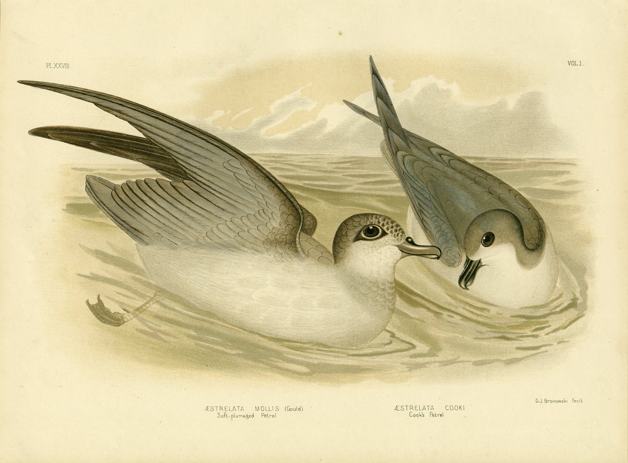 Petrel Soft-Plumaged, 1891 od Gracius Broinowski